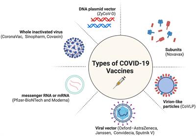 From rejection to the Nobel Prize: Karikó and Weissman’s pioneering work on mRNA vaccines, and the need for diversity and inclusion in translational immunology